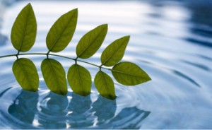 leaves_in_water