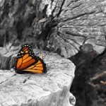 butterfly-cropped