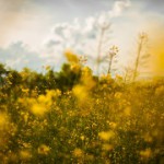 grasses-cropped