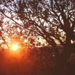 light