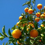 oranges-cropped
