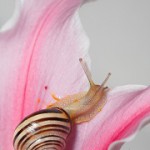 snail-cropped