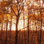 spirit-cropped