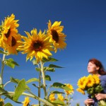 sunflowers-cropped